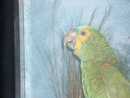 TAXIDERMY OF AN AMAZONIAN PARROT.