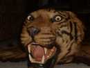 Tiger skin rug with stuffed head