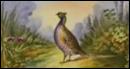 Beautiful Game Plate of Pheasant