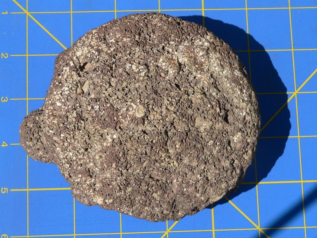 As Found Hohokam Anasazi Tortoise Effigy Fetish