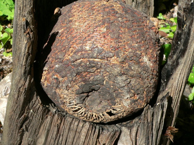Mescalero Apache Tus