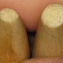 Pair (2) Antique Indian Ivory Legs