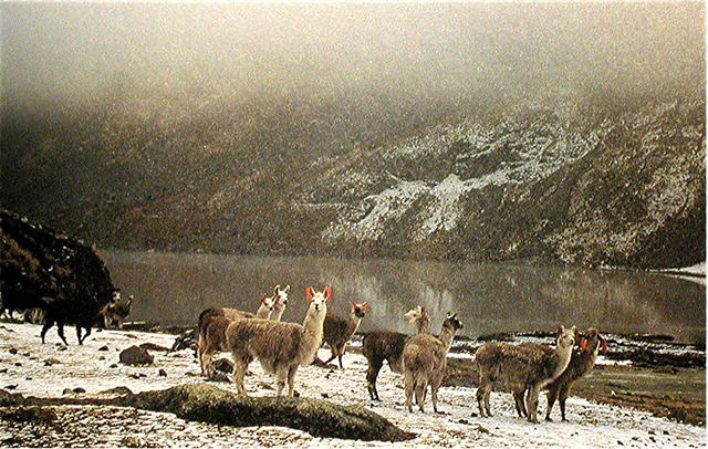 BOLIVIA. Southern Aymara Peoples