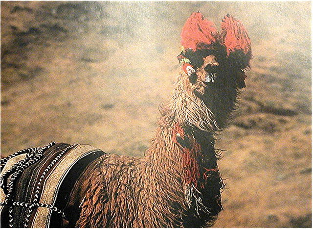 BOLIVIA. Cerimonial Llama Blanket, Crochet