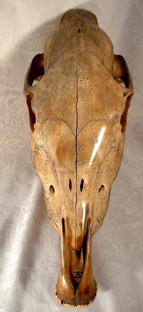 ANTIQUE MAGICAL SHAMANISTIC HORSE SKULL