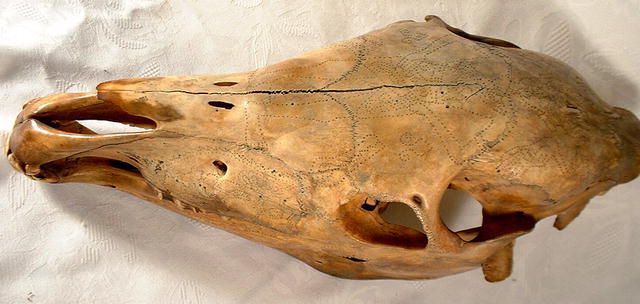 ANTIQUE MAGICAL SHAMANISTIC HORSE SKULL