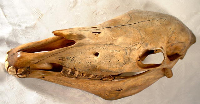 ANTIQUE MAGICAL SHAMANISTIC HORSE SKULL