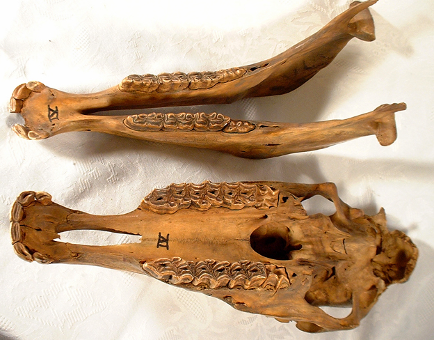 ANTIQUE MAGICAL SHAMANISTIC HORSE SKULL