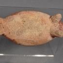 Antique Pre-Columbian, Chancay Terracotta effigy Llama Figure