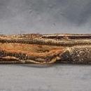 Antique Hungarian Polish Silver Mounted Sword Belt 17th -19th century