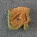 Ancient Egyptian Faience Amulet Eye of Horus Wadjet-Eye UZAT 664-525 BC