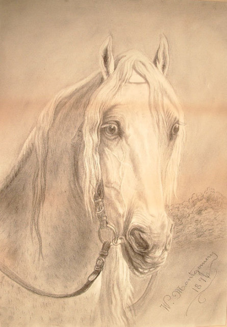Charcoal Drawing Head of Arab Horse Stallion by Montgomery