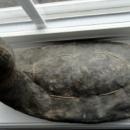 OLD CANVAS DUCK DECOY