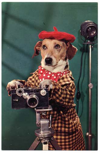 Dressed Dog Photographer with Argus C3 Camera Postcard