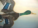 Framed Frank Scott Clark Oil on Canvas of Wild Mallard Duck in Flight