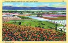 Blossoms and California Poppies, Santa Clara Valley Postcard