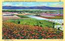 Blossoms and California Poppies, Santa Clara Valley Postcard