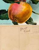 Giant White Winter Pearmain Postcard
