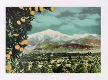 Jumbo Postcard of the Heavily Laden Orange Trees and Lofty Snow Covered Mountains, Los Angeles County, California