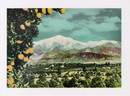 Jumbo Postcard of the Heavily Laden Orange Trees and Lofty Snow Covered Mountains, Los Angeles County, California