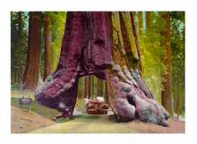 Jumbo Postcard of the Wawona Tunnel Tree, Yosemite National Park, California