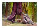 Jumbo Postcard of the Wawona Tunnel Tree, Yosemite National Park, California