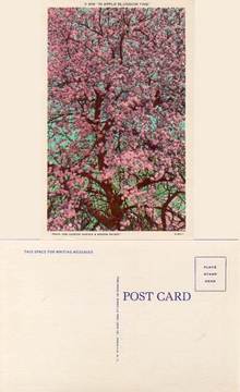 Postcard of Apple Blossoms