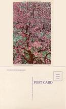 Postcard of Apple Blossoms