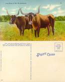 Postcard of Long Horns of the Ole Southwest