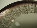 Pretty Bareuther Bavaria Salad Plate