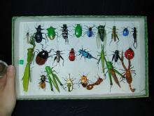 Clay Bug Box