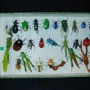 Clay Bug Box