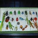 Clay Bug Box