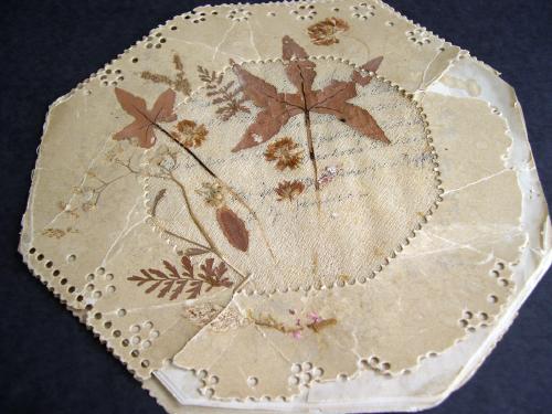 Dried ferns and seed wings