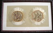 Dried ferns and seed wings