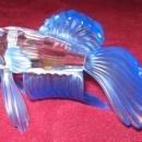 SWAROVSKI Siamese Fighting Fish - BLUE -