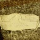 Mexican Vintage Saddle Blanket