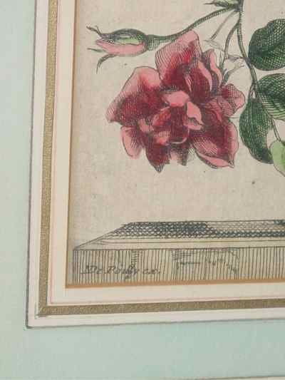 Glass Vase Floral Still Life Antique Baptiste Engraving