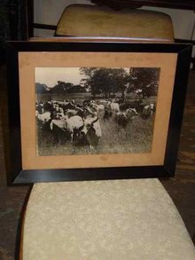 La Punta of Jose Estrada Palma G Herd of CEBU Cattle Photograph