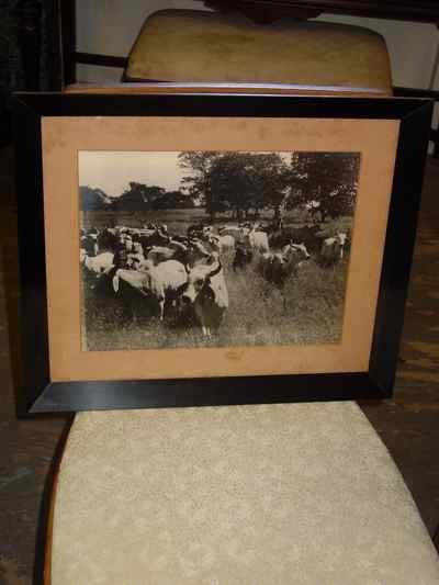 La Punta of Jose Estrada Palma G Herd of CEBU Cattle Photograph