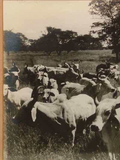 La Punta of Jose Estrada Palma G Herd of CEBU Cattle Photograph