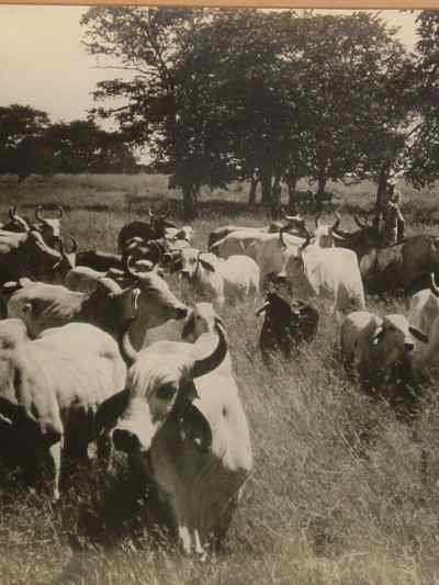 La Punta of Jose Estrada Palma G Herd of CEBU Cattle Photograph