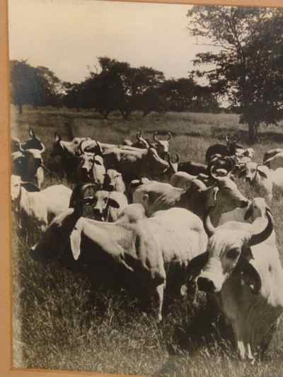 La Punta of Jose Estrada Palma G Herd of CEBU Cattle Photograph