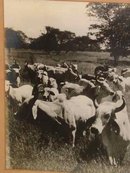 La Punta of Jose Estrada Palma G Herd of CEBU Cattle Photograph