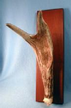 old Antler Horn Hat Rack - Vintage Sporting