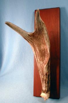 old Antler Horn Hat Rack - Vintage Sporting