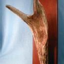 old Antler Horn Hat Rack - Vintage Sporting