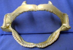 SHARK Jaw with TEETH - Shark Tooth ~ Salt Water Fish -