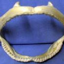SHARK Jaw with TEETH - Shark Tooth ~ Salt Water Fish -