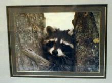 Picture RACOON Photograph - Limited Edition Photograph - Misc